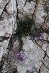 Chaenorhinum origanifolium origanifolium