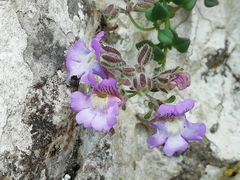 Chaenorhinum origanifolium origanifolium