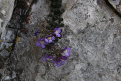 Chaenorhinum origanifolium origanifolium