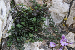 Chaenorhinum origanifolium origanifolium