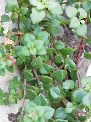 Chaenorhinum origanifolium origanifolium