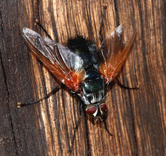 Chetogaster violacea-viridis