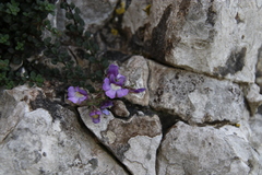 Chaenorhinum origanifolium origanifolium