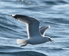 Larus canus