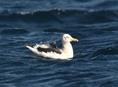 Larus schistisagus