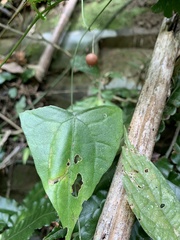 Zehneria japonica