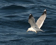 Larus canus