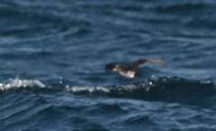 Cerorhinca monocerata