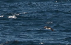 Cerorhinca monocerata