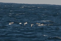 Synthliboramphus antiquus