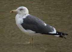 Larus fuscus