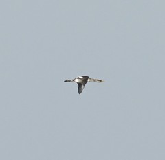 Podiceps grisegena