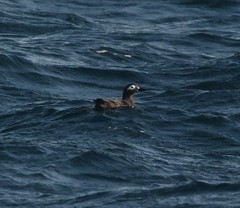 Cepphus carbo