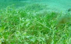 Siphonognathus argyrophanes