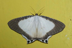 Cyphura caudiferaria