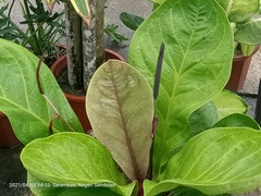 Anthurium plowmanii