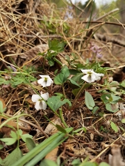 Viola hancockii
