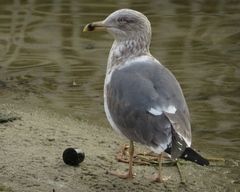 Larus fuscus