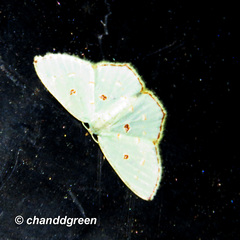 Comostola meritaria