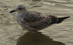 Larus fuscus