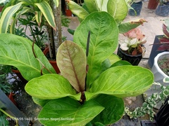 Anthurium plowmanii