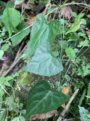 Zehneria japonica