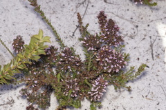 Andersonia caerulea