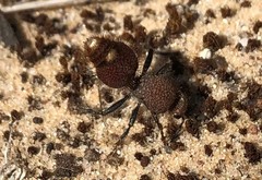 Ephutomorpha ferruginata