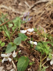 Viola hancockii