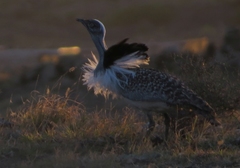 Chlamydotis undulata