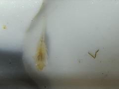 Multicrustacea