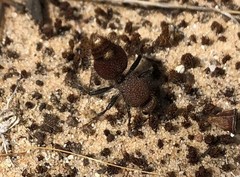 Ephutomorpha ferruginata