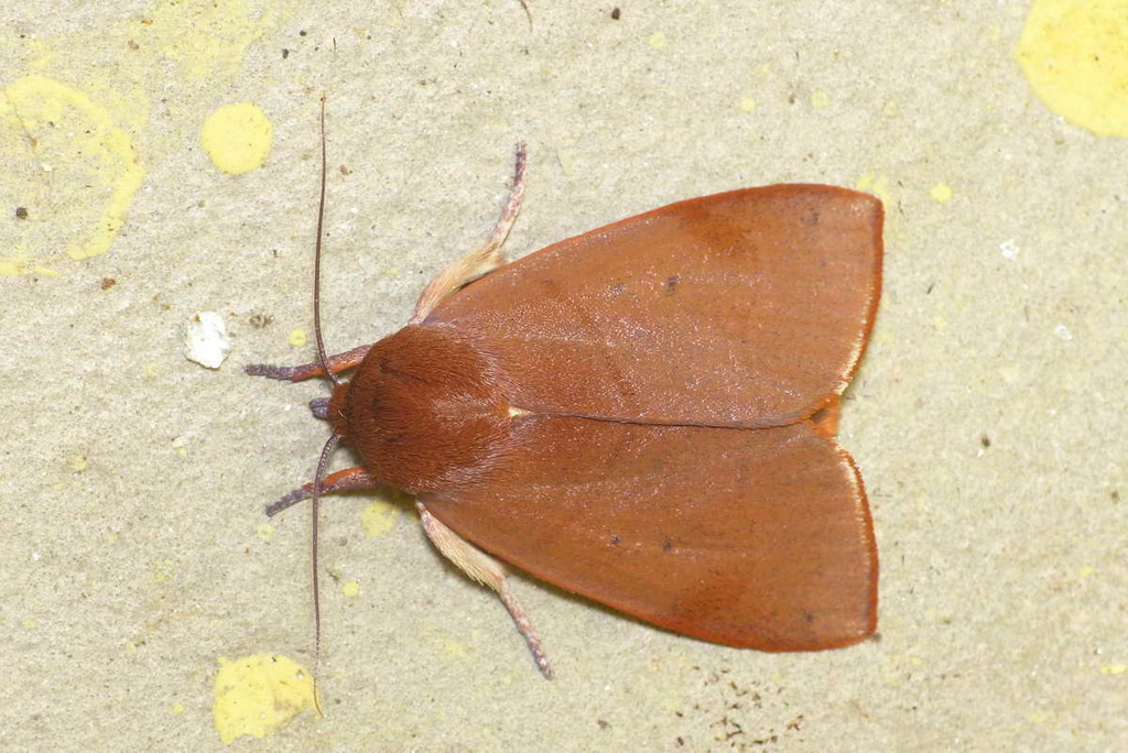 Paracarea rubiginea