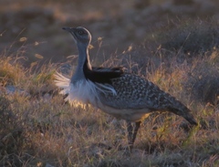 Chlamydotis undulata