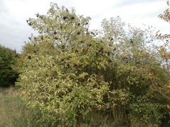 Sambucus nigra