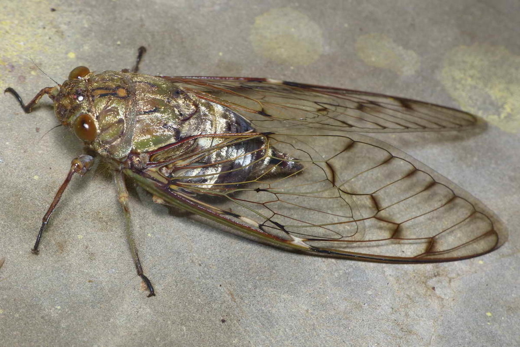 Cosmopsaltria