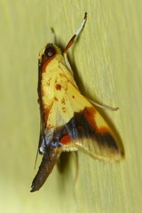 Tetracona pictalis