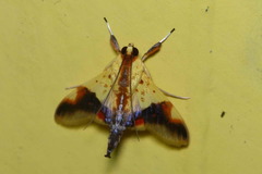 Tetracona pictalis