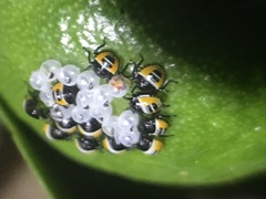 Biprorulus bibax