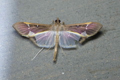 Tipuliforma triangulalis
