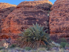 Macrozamia macdonnellii
