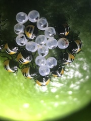 Biprorulus bibax