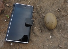 Chlamydotis undulata