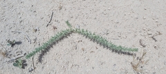 Crucianella membranacea