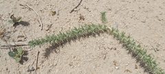 Crucianella membranacea