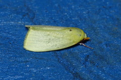 Earias rufopunctata