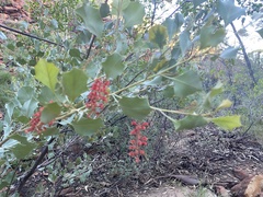 Grevillea wickhamii