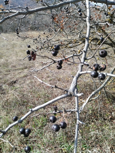 ružovité (Rosaceae)