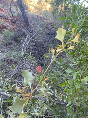 Grevillea wickhamii
