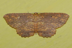 Borbacha carneata